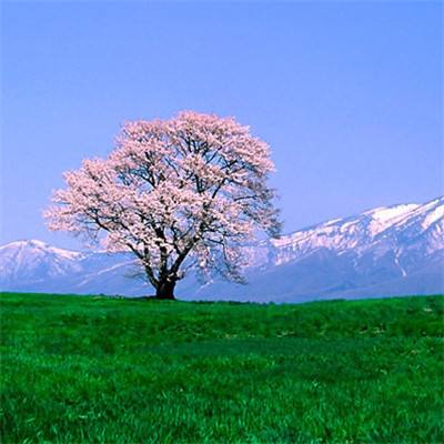死神vs火影下载全人物
