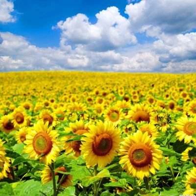 9.1免费版软件色情截图