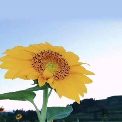 方蕊德