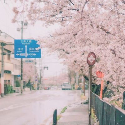 梦之花