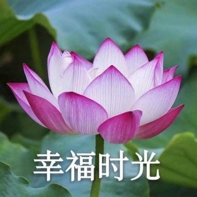 封神榜游戏手机版