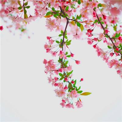 药明康德年收入预期峰值435亿,上海家化原高管接任董秘?