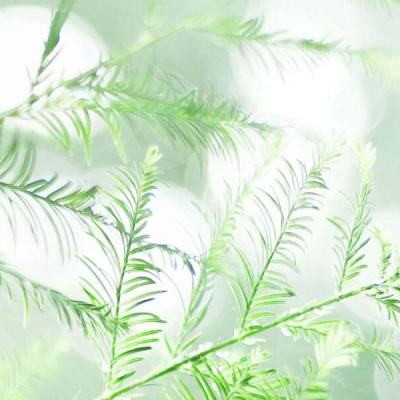 蘑菇9.1免费网站NBA在线观看