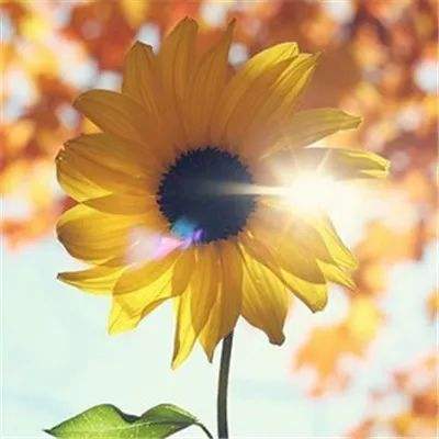 9.1短视频免费版软件下载安装相关推荐1